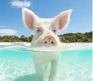 التسويق بالقصة :القيمة المادية للقصة - التسويق السيكولوجي