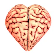 مفهوم القلب